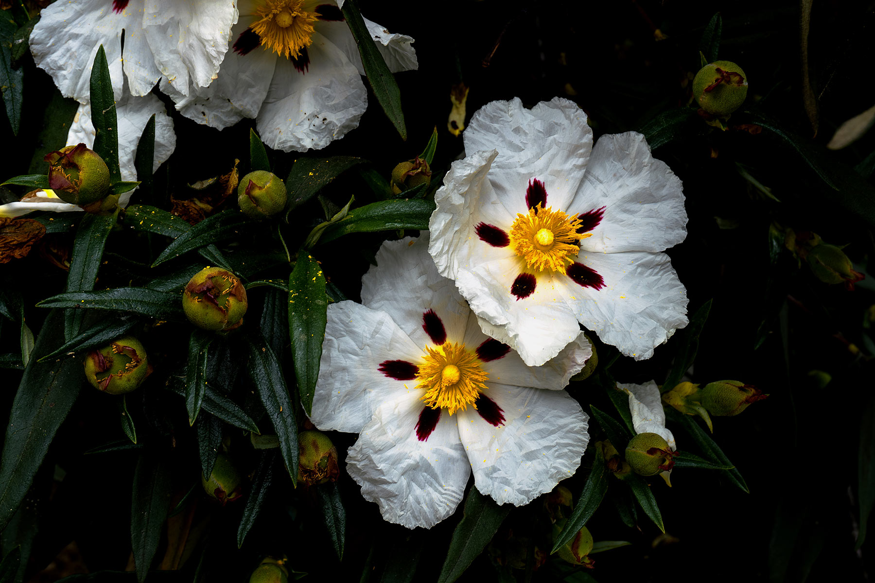 Cistus1