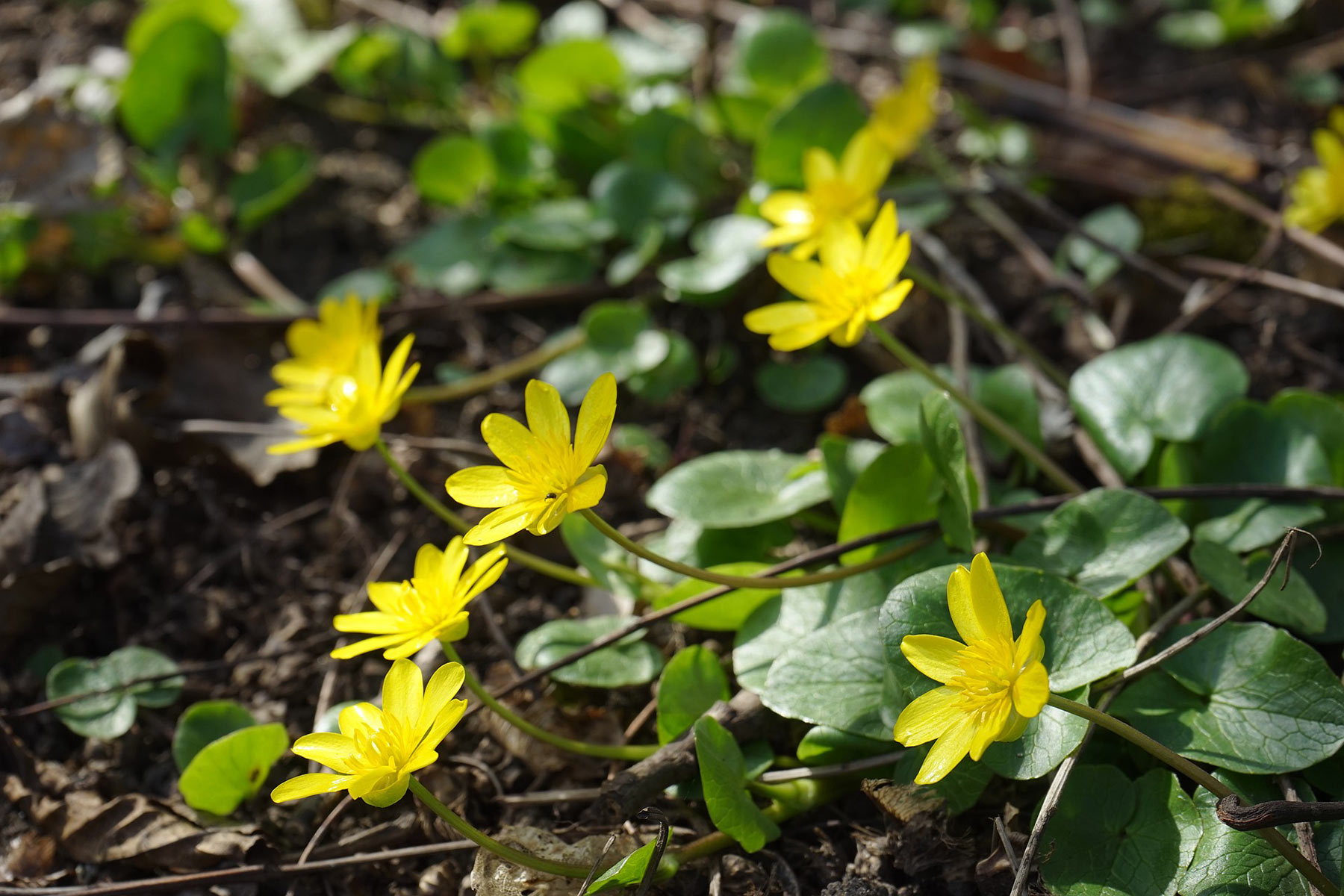 celandine 324088 1920